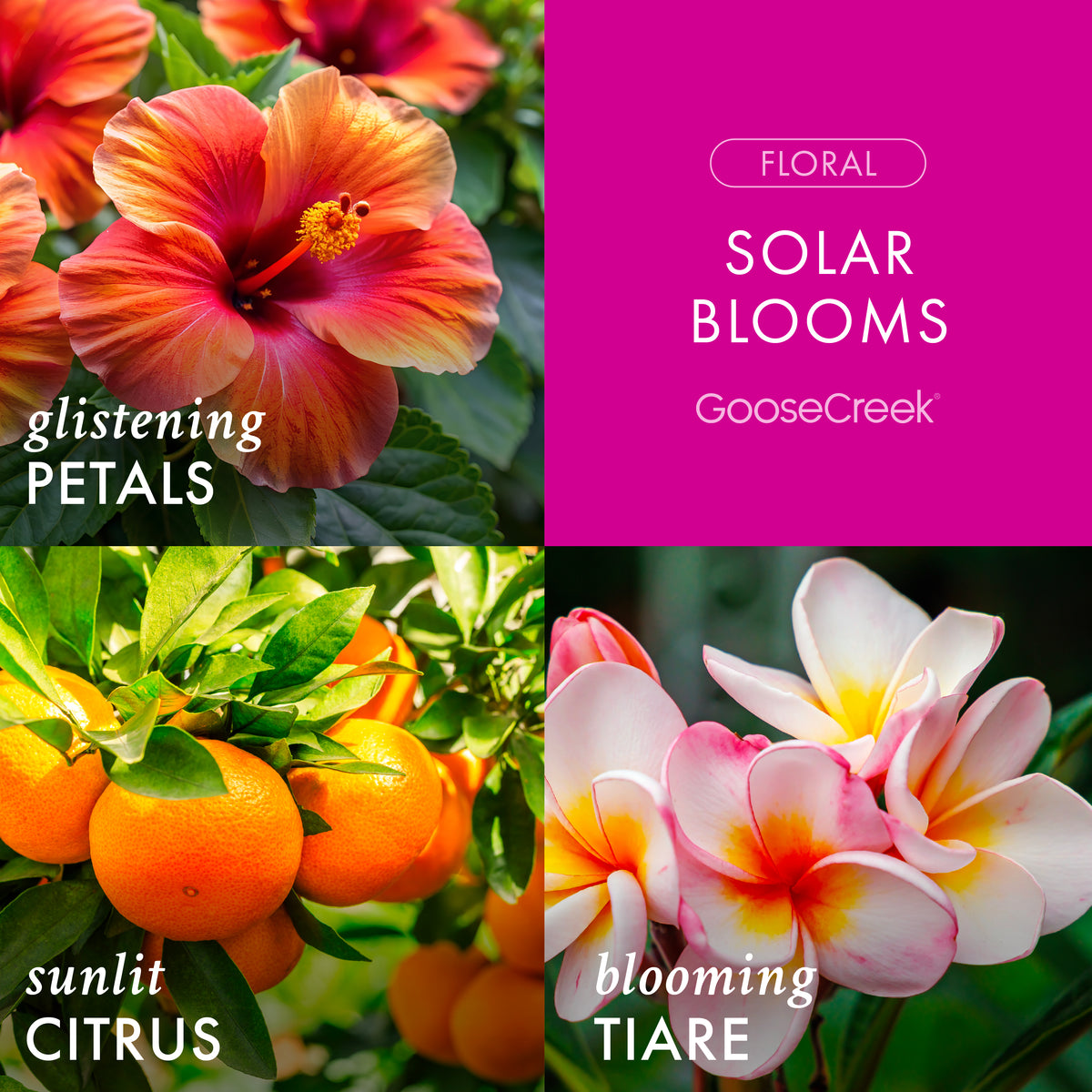 Solar Blooms 3-Wick Candle - Tropical Escape for Your Home – Goose
