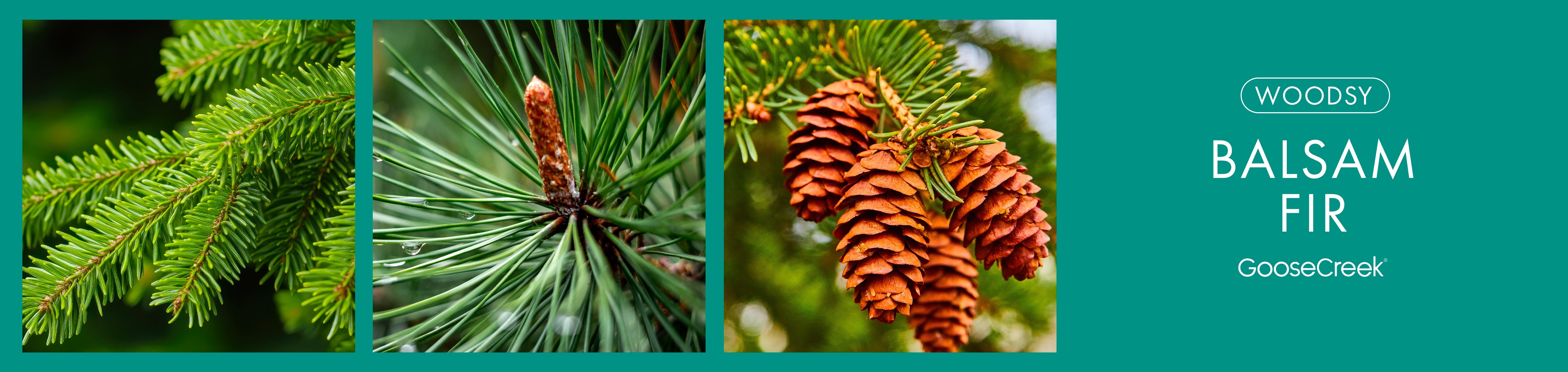 Balsam Fir Fragrance-Goose Creek Candle