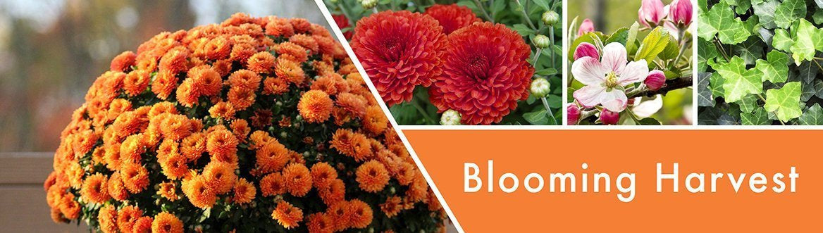 Blooming Harvest Fragrance-Goose Creek Candle