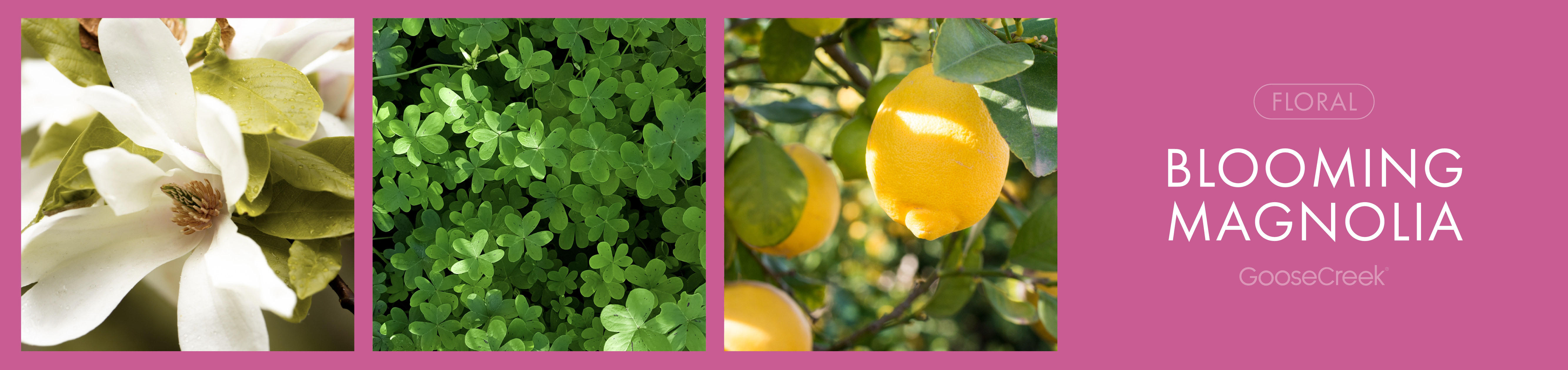 Blooming Magnolia Fragrance-Goose Creek Candle