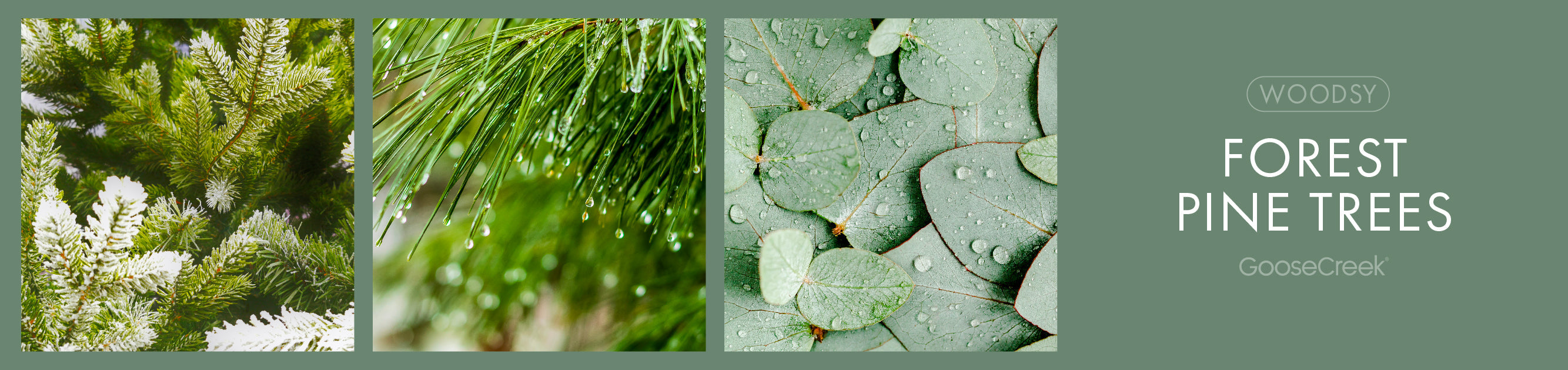 Forest Pine Trees Fragrance-Goose Creek Candle