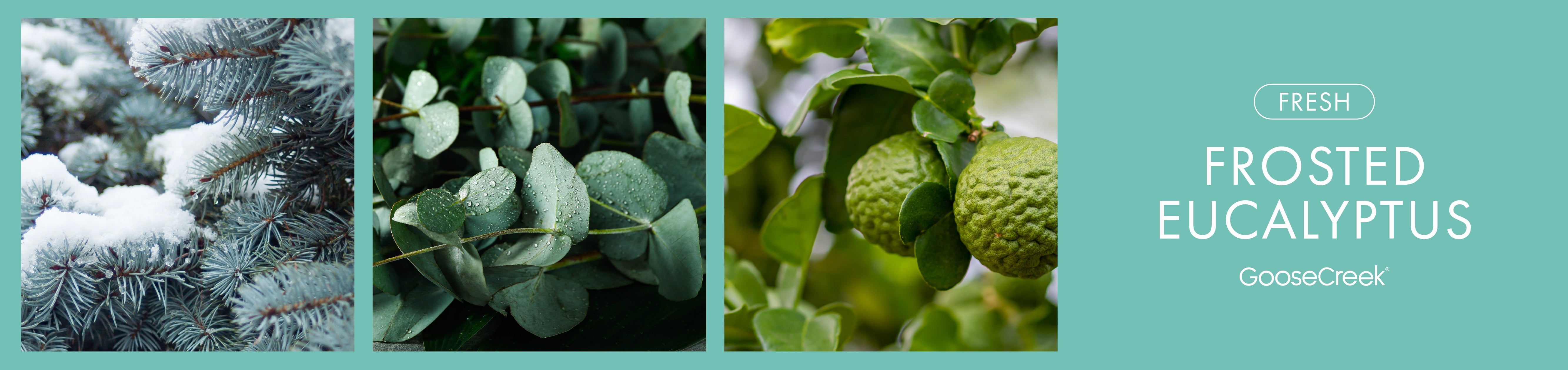 Frosted Eucalyptus Fragrance-Goose Creek Candle
