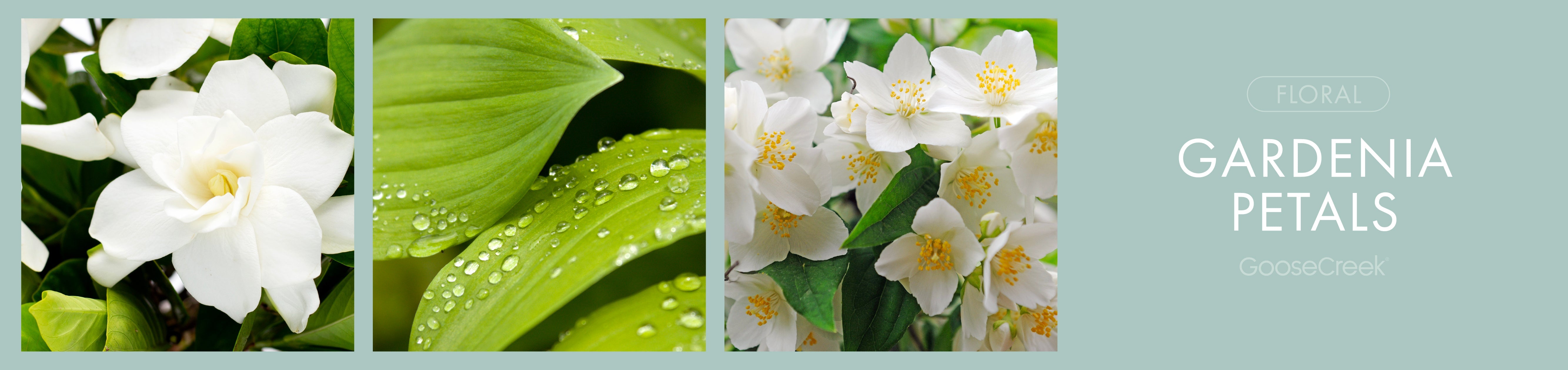 Gardenia Petals Fragrance-Goose Creek Candle