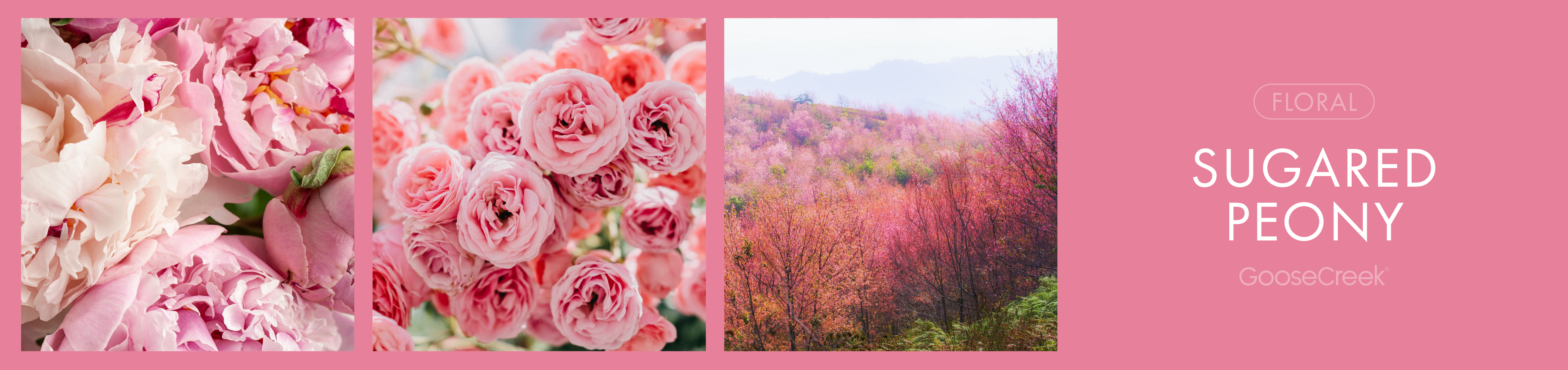 Sugared Peony Fragrance-Goose Creek Candle