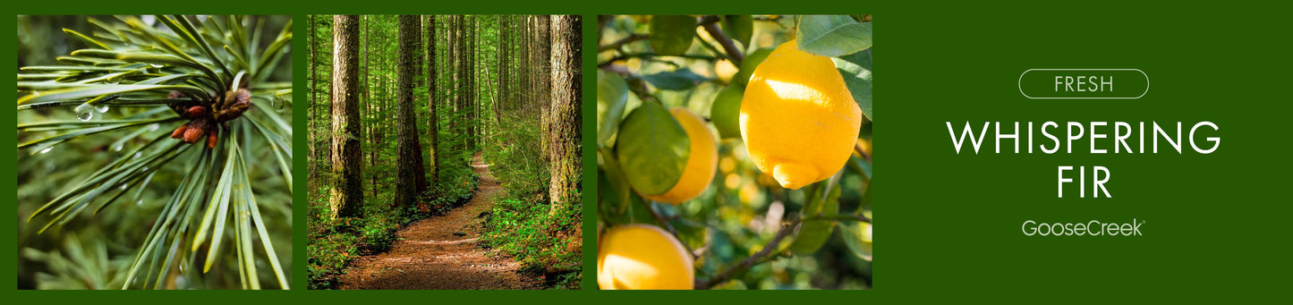 Whispering Fir Fragrance-Goose Creek Candle