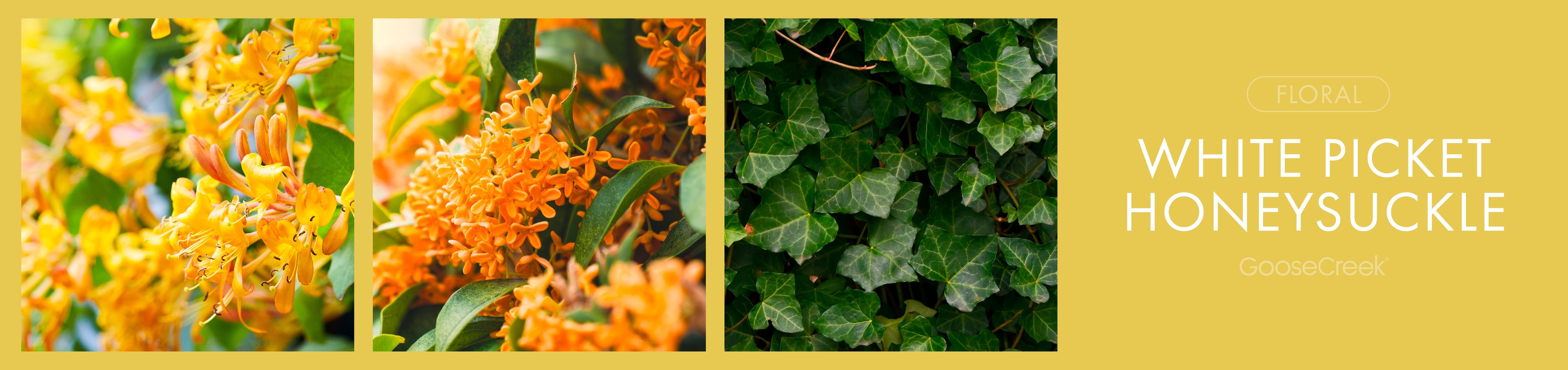 White Picket Honeysuckle Fragrance-Goose Creek Candle