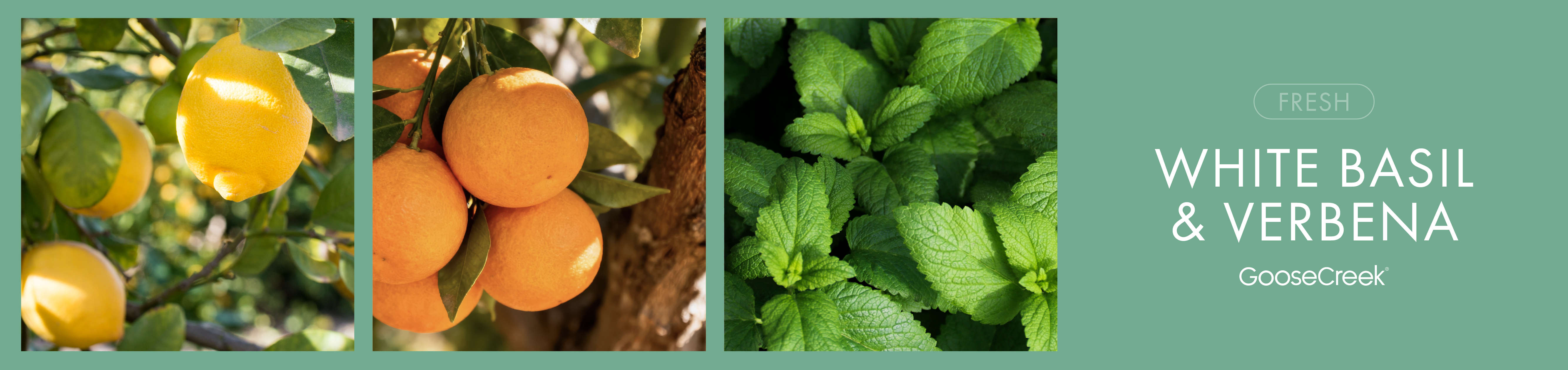 White Basil & Verbena Fragrance-Goose Creek Candle