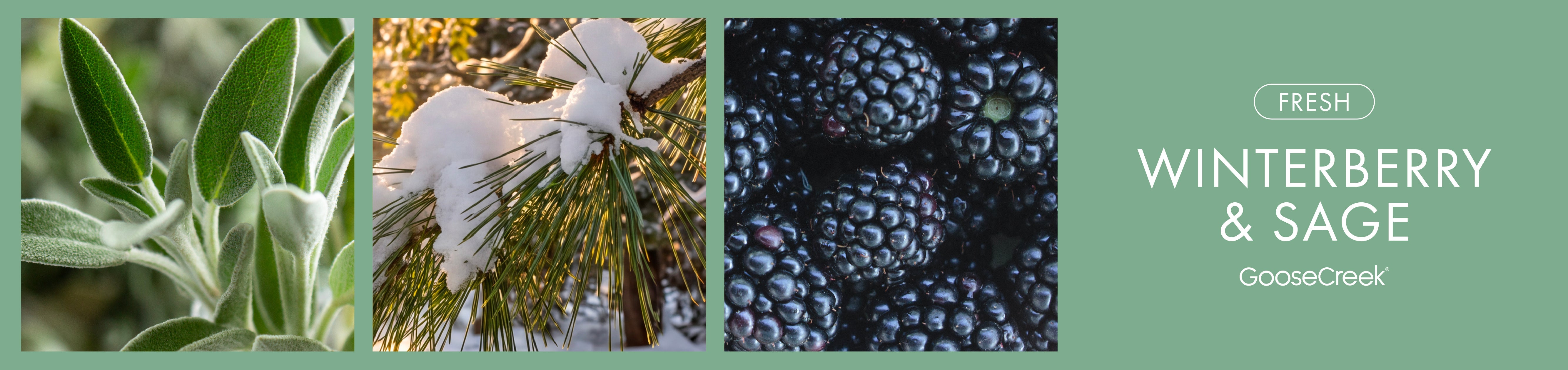 Winterberry & Sage Fragrance-Goose Creek Candle