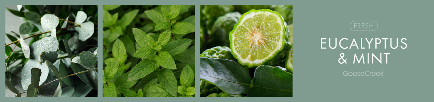 Eucalyptus Mint Fragrance-Goose Creek Candle