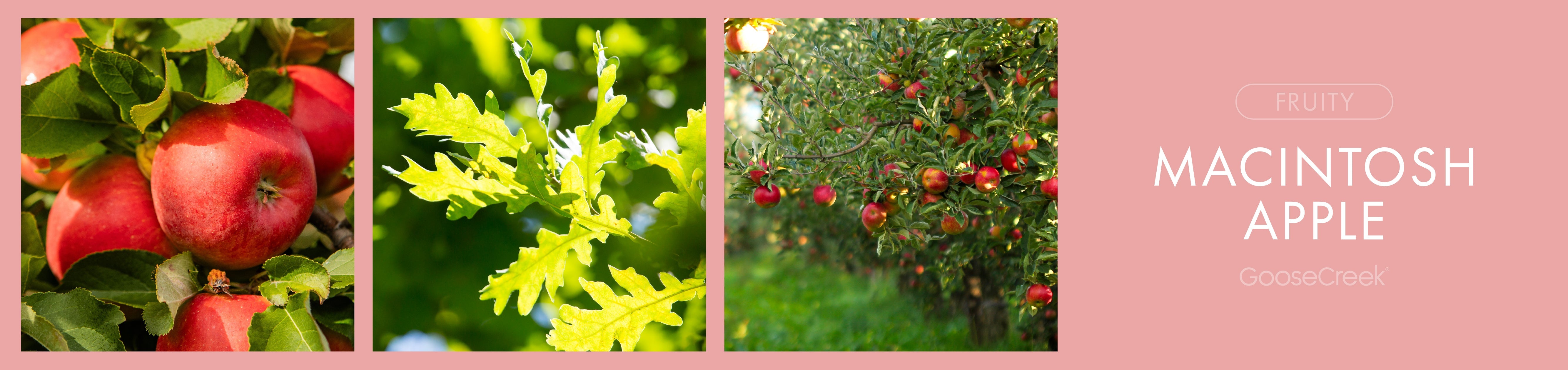 Macintosh Apple Fragrance-Goose Creek Candle