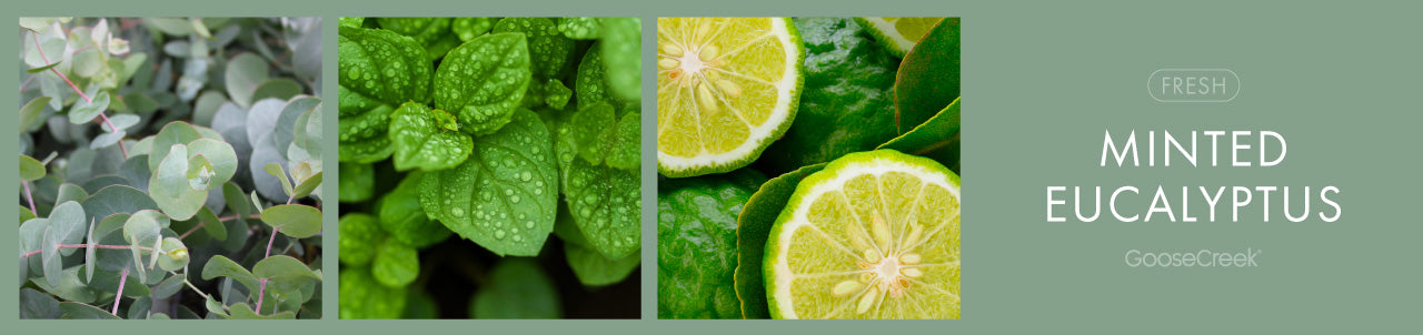 Minted Eucalyptus Fragrance-Goose Creek Candle