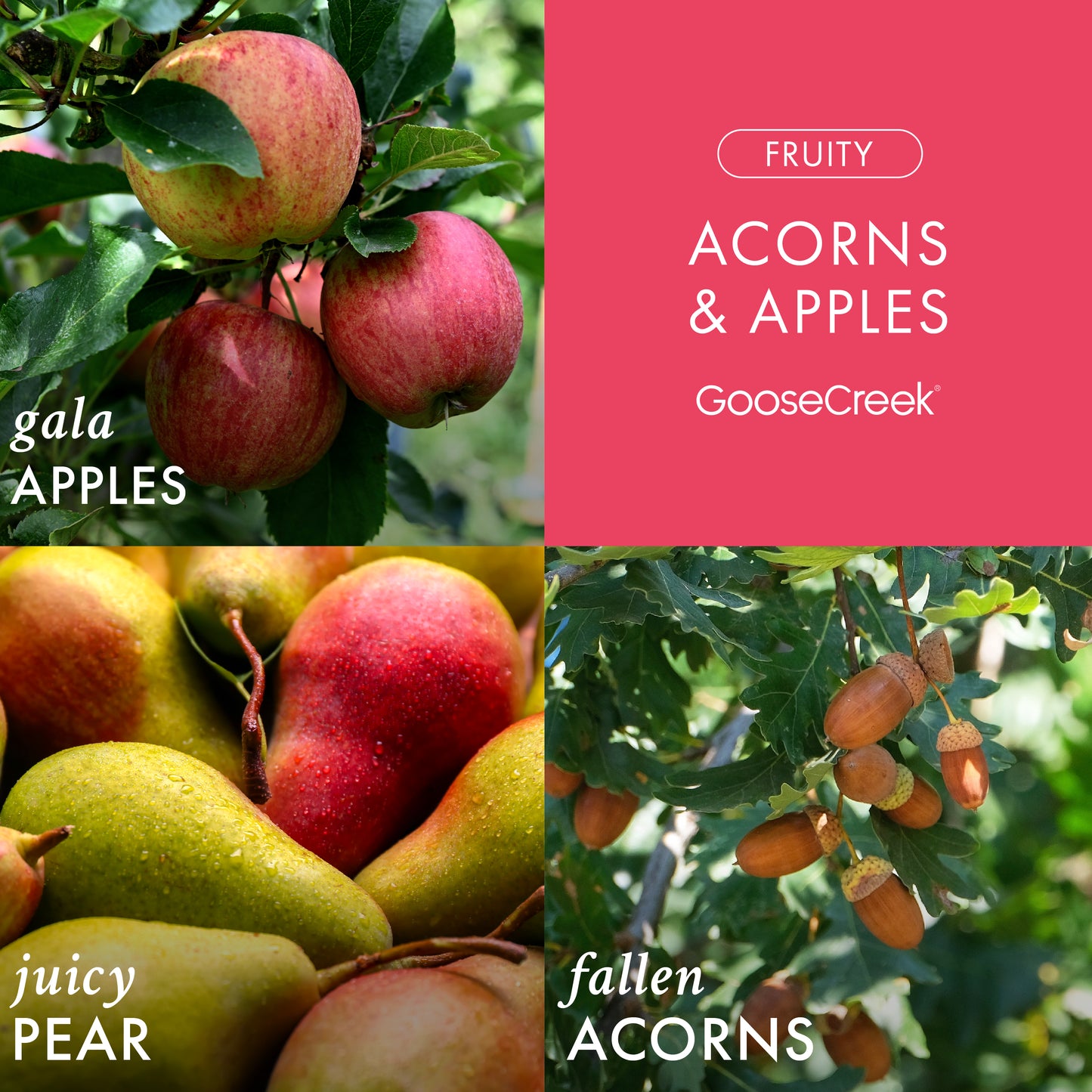Acorns & Apples 3-Wick Candle