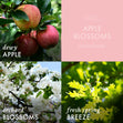 Load image into Gallery viewer, Apple Blossoms 3-Wick Candle
