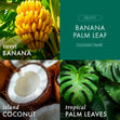 Load image into Gallery viewer, Banana Palm Leaf 3-Wick Candle
