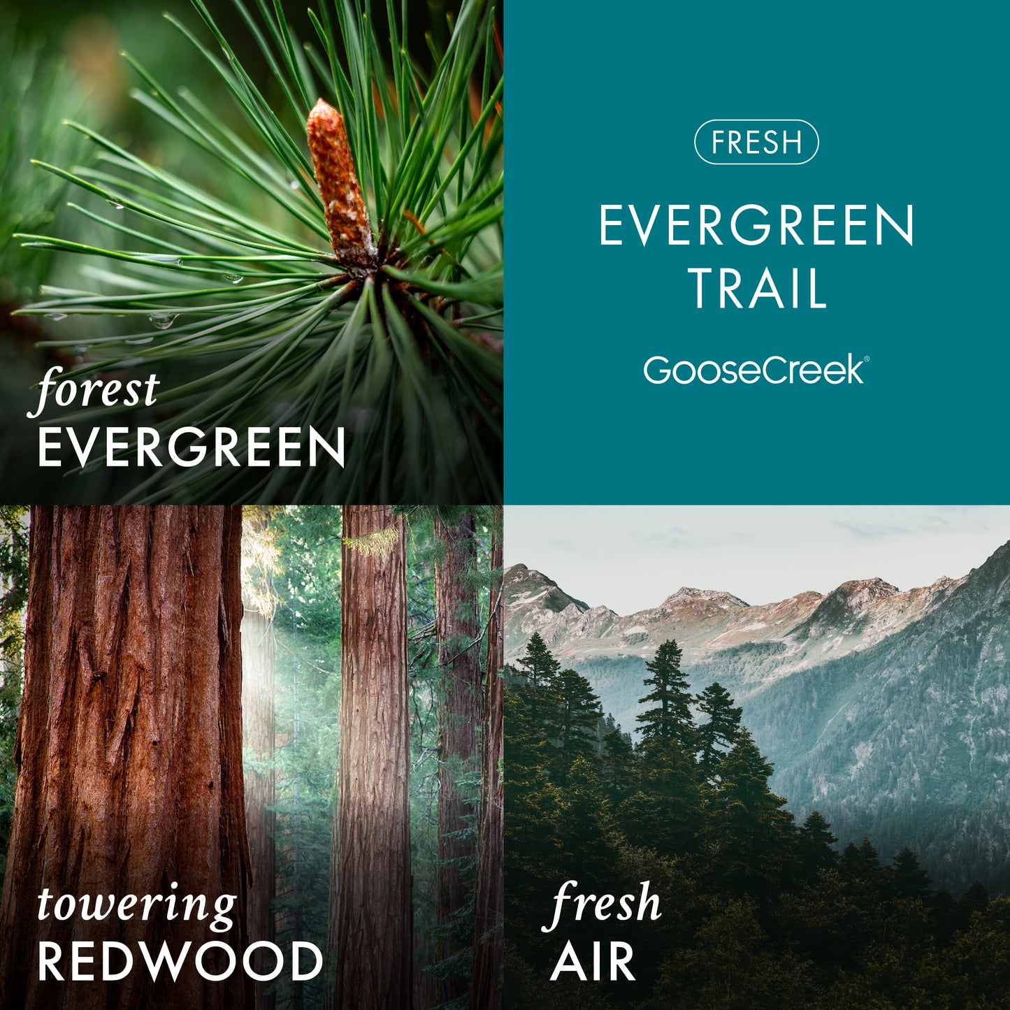 Evergreen Trail 3-Wick Candle