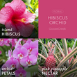 Load image into Gallery viewer, Hibiscus Orchid 3-Wick Candle

