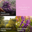 Load image into Gallery viewer, Lavender de France 3-Wick Candle

