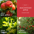 Load image into Gallery viewer, Macintosh Apple 3-Wick Candle
