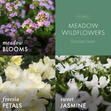 Load image into Gallery viewer, Meadow Wildflowers 3-Wick Candle
