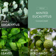 Load image into Gallery viewer, Minted Eucalyptus 3-Wick Candle
