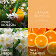 Load image into Gallery viewer, Orange Blossom 3-Wick Candle
