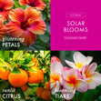Load image into Gallery viewer, Solar Blooms 3-Wick Candle
