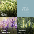 Load image into Gallery viewer, Thyme &amp;amp; Terra 3-Wick Candle
