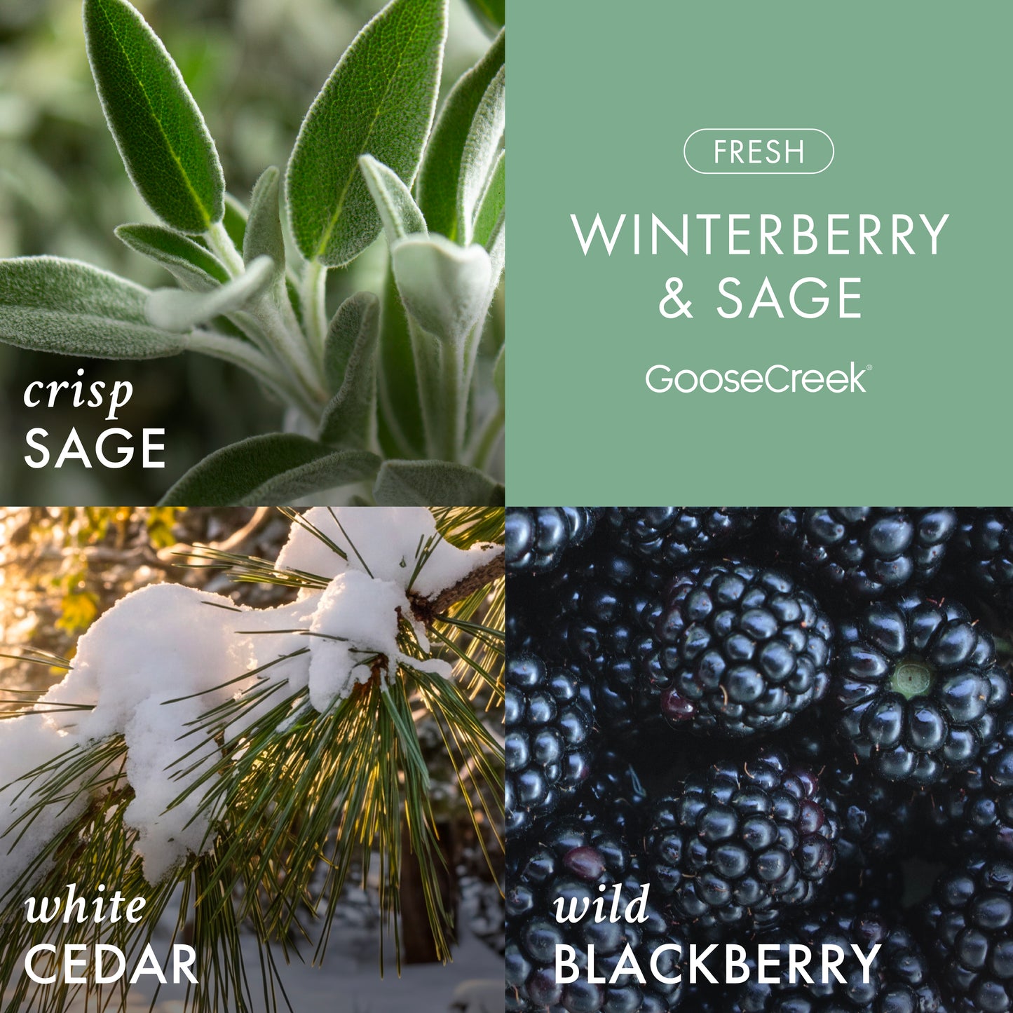 Winterberry & Sage 3-Wick Candle