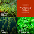 Load image into Gallery viewer, Woodland Cedar 3-Wick Candle
